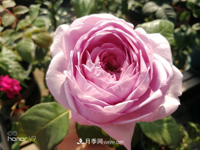 月季入門品種推薦：藍紫色的藍色風暴和冥王星陽臺(圖2)