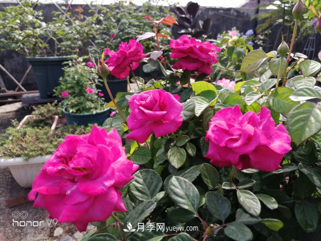 月季入門品種推薦：藍紫色的藍色風暴和冥王星陽臺(圖4)
