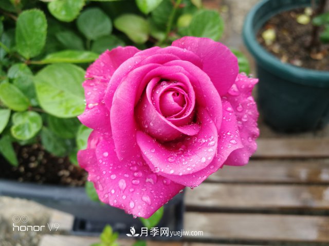 月季入門品種推薦：藍紫色的藍色風暴和冥王星陽臺(圖3)