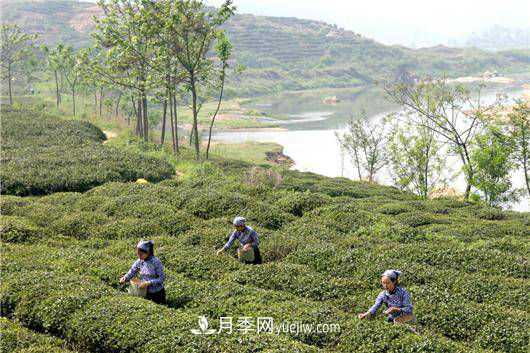 南陽桐柏:科技助力茶鄉(xiāng)再添茶香(圖1) 南陽桐柏:科技助力茶鄉(xiāng)再添茶香(圖1)
