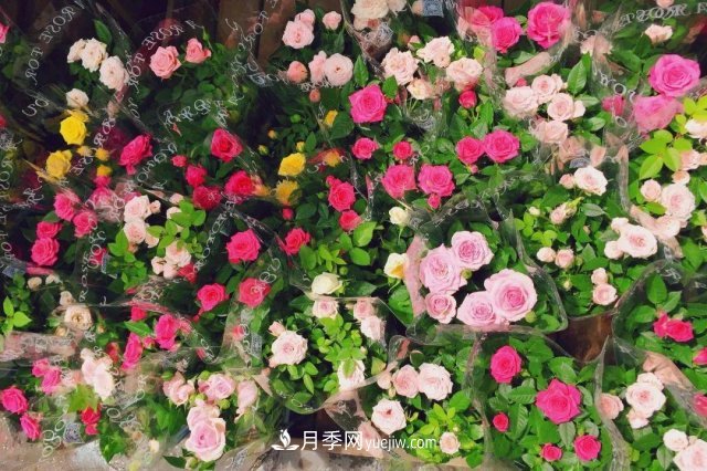 中國6大花市，全國花卉批發(fā)市場介紹(圖6)