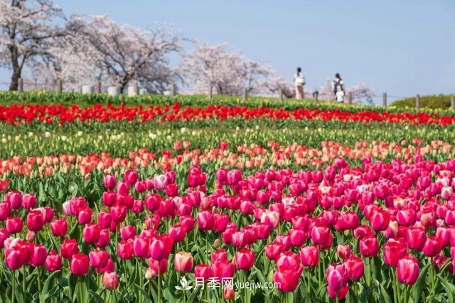中國6大花市，全國花卉批發(fā)市場介紹(圖5)