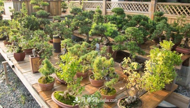 中國6大花市，全國花卉批發(fā)市場介紹(圖4)