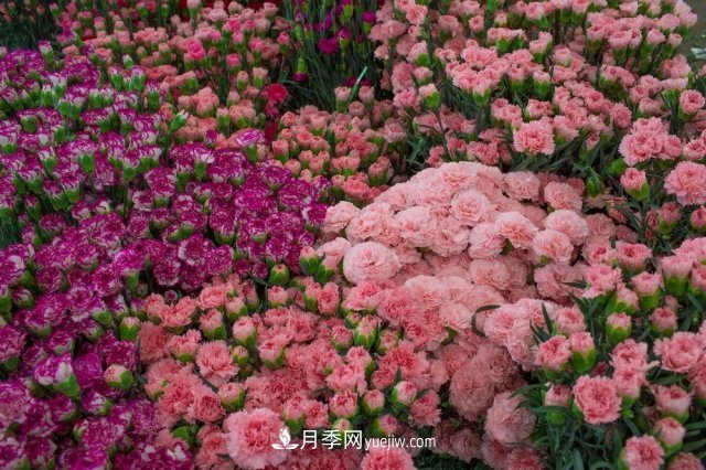 中國6大花市，全國花卉批發(fā)市場介紹(圖1)