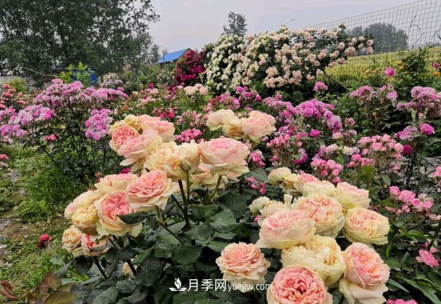 花泥扦插月季，不用假植存活率高，基質(zhì)還能自然降解很環(huán)保(圖2)
