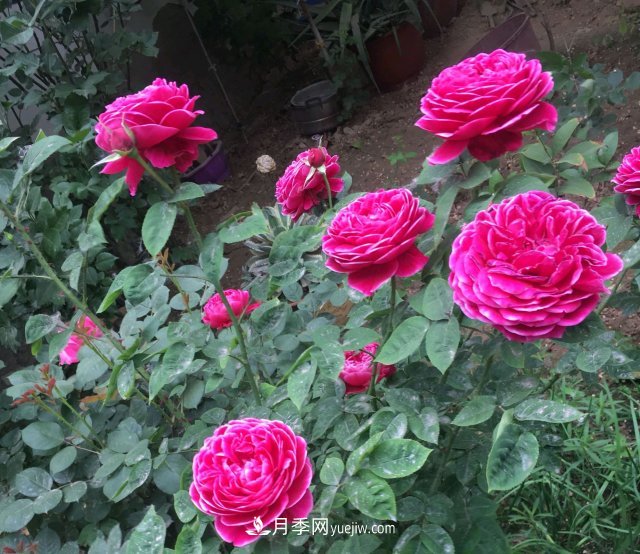 花泥扦插月季，不用假植存活率高，基質(zhì)還能自然降解很環(huán)保(圖1)