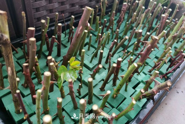 花泥扦插月季，不用假植存活率高，基質(zhì)還能自然降解很環(huán)保(圖3)
