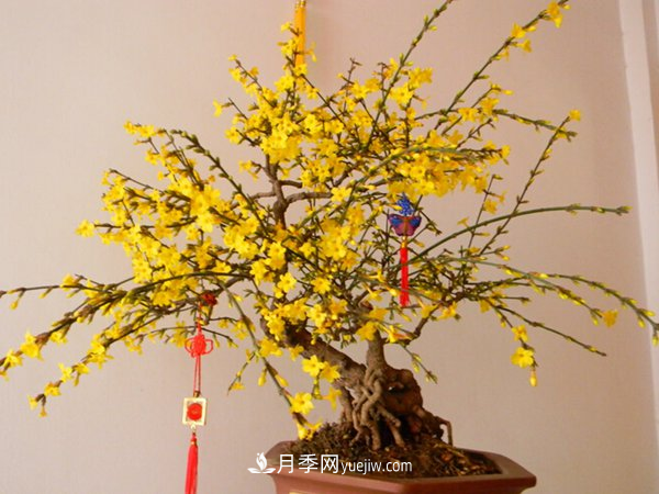 掌握養(yǎng)護(hù)臘梅的方法，成為受歡迎的年宵花(圖1)