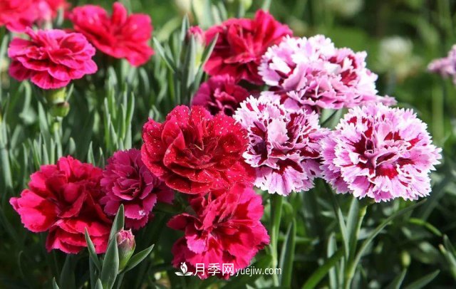 2021，十二生肖的運勢，養(yǎng)什么花***旺？(圖6)