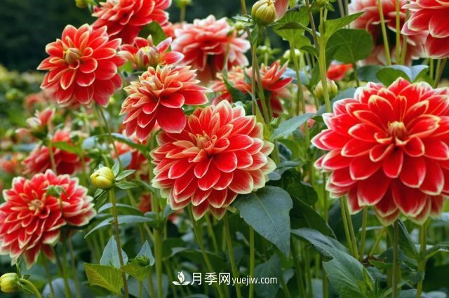 2021，十二生肖的運勢，養(yǎng)什么花***旺？(圖5)