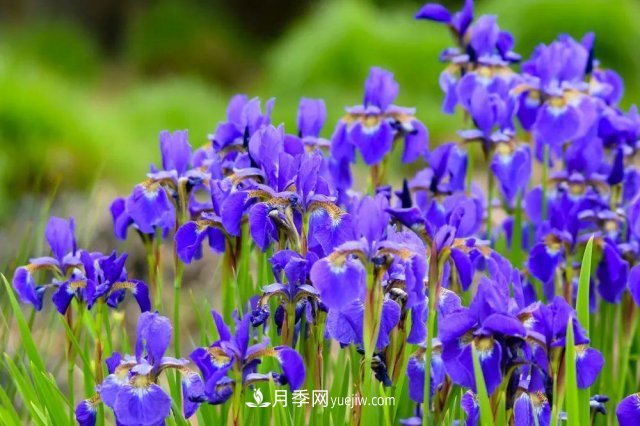 2021，十二生肖的運勢，養(yǎng)什么花***旺？(圖4)