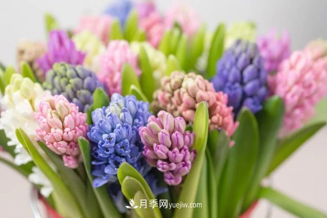 2021，十二生肖的運勢，養(yǎng)什么花***旺？(圖2)