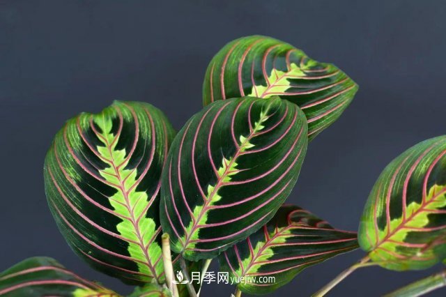 2021，十二生肖的運勢，養(yǎng)什么花***旺？(圖3)