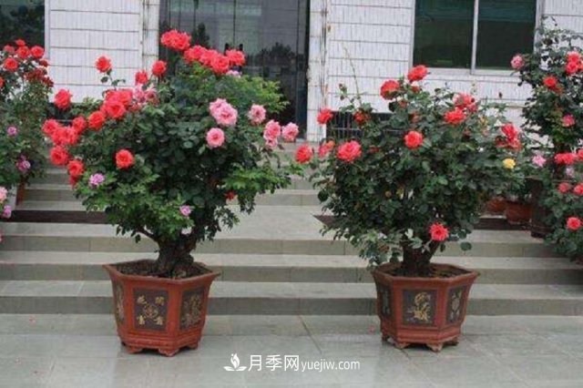 月季花姿色多樣！學(xué)習(xí)催花技巧，一年四季都開花(圖1)