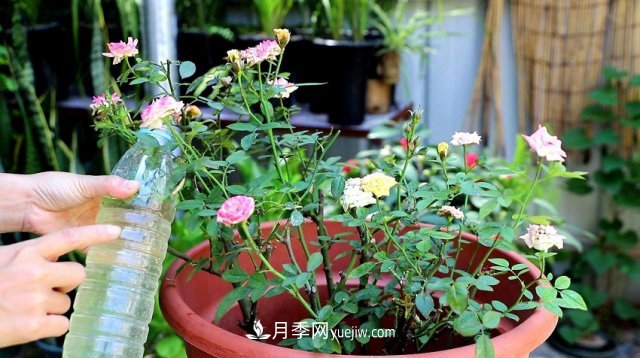 月季花姿色多樣！學(xué)習(xí)催花技巧，一年四季都開花(圖5)