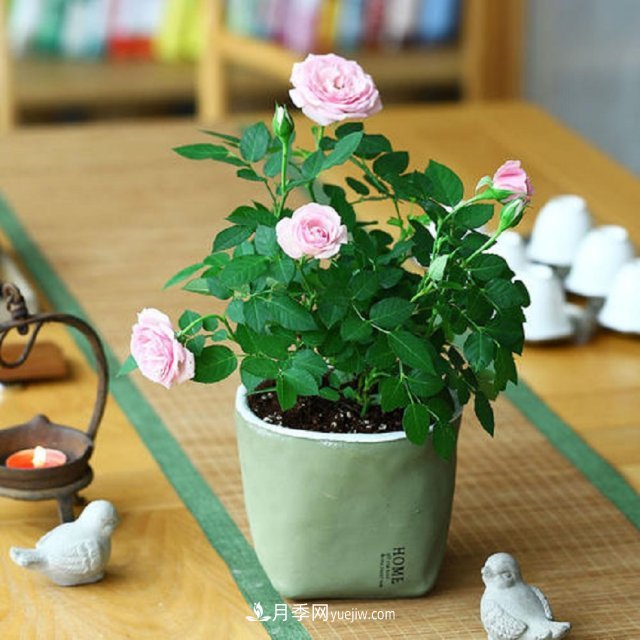 月季花姿色多樣！學(xué)習(xí)催花技巧，一年四季都開花(圖3)