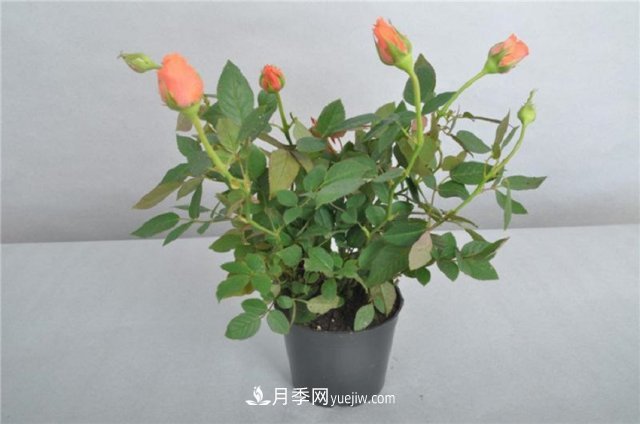 月季花姿色多樣！學(xué)習(xí)催花技巧，一年四季都開花(圖2)