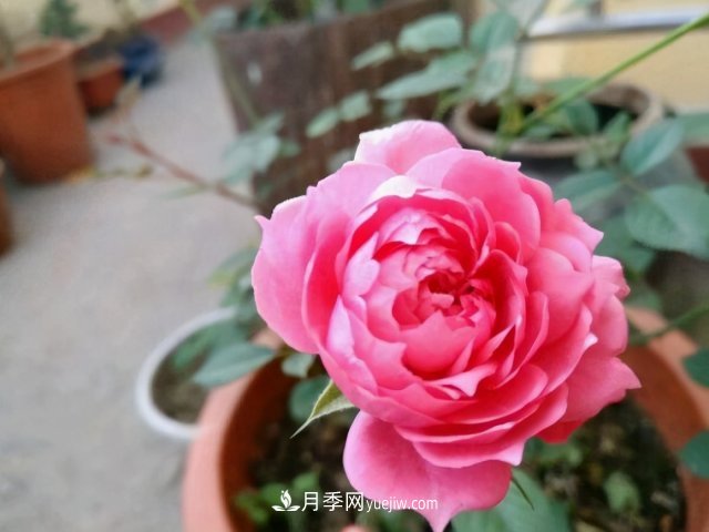 月季別亂買了，送你一份清單，都是經(jīng)典好品種(圖5)