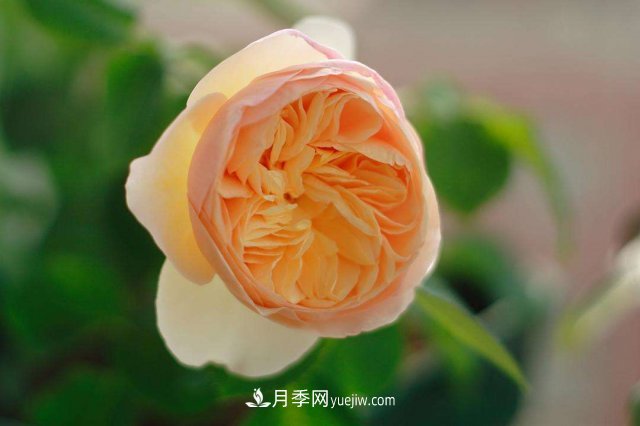 月季別亂買了，送你一份清單，都是經(jīng)典好品種(圖3)