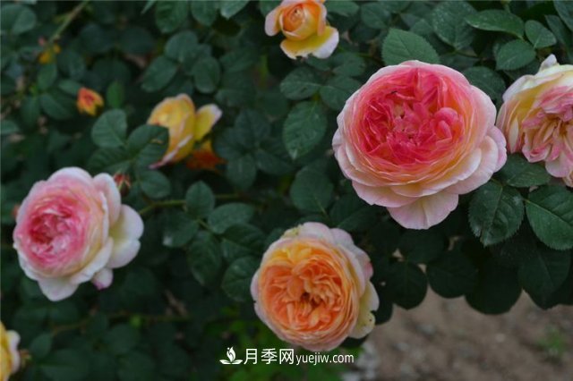 月季別亂買了，送你一份清單，都是經(jīng)典好品種(圖4)