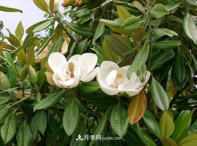 南陽玉蘭三姐妹：中土原生白玉蘭與紫玉蘭，北美舶來洋玉蘭(圖5)