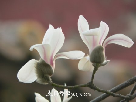 南陽玉蘭三姐妹：中土原生白玉蘭與紫玉蘭，北美舶來洋玉蘭(圖4)
