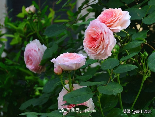 藤月盤扎時(shí)經(jīng)常扎的手疼，推薦無刺的藤本月季品種(圖2)