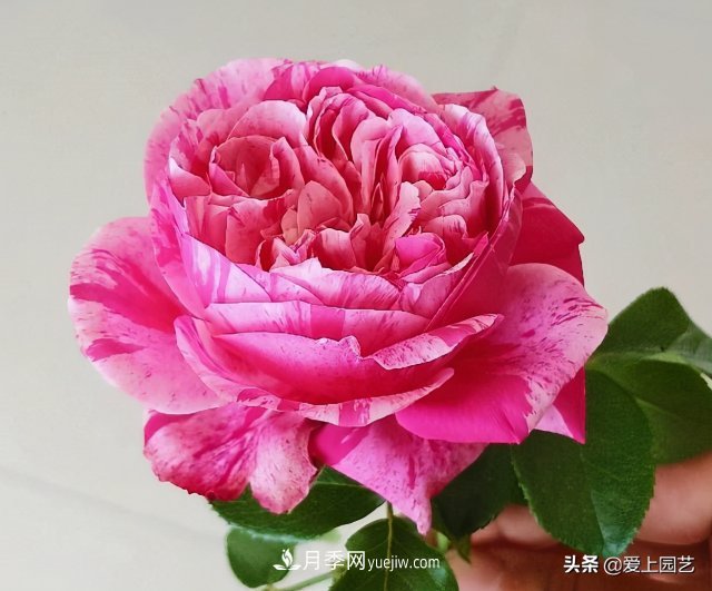 藤月盤扎時(shí)經(jīng)常扎的手疼，推薦無刺的藤本月季品種(圖1)