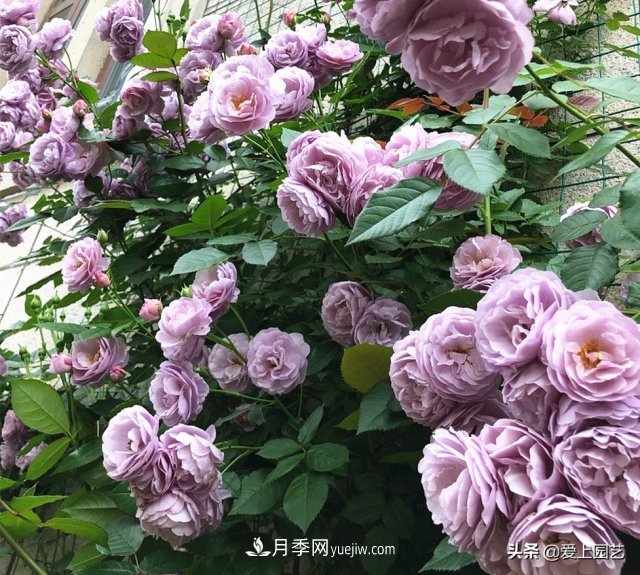 藤月盤扎時(shí)經(jīng)常扎的手疼，推薦無刺的藤本月季品種(圖5)