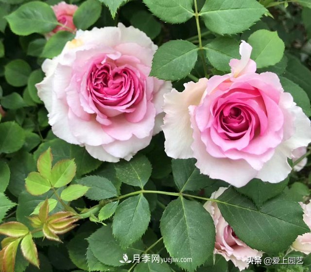 藤月盤扎時(shí)經(jīng)常扎的手疼，推薦無刺的藤本月季品種(圖4)