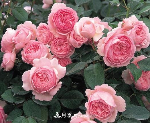 藤本月季優(yōu)秀品種！除了龍沙寶石，還有此六種推薦(圖7)