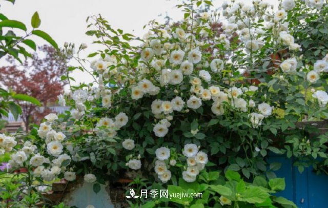 藤本月季優(yōu)秀品種！除了龍沙寶石，還有此六種推薦(圖6)
