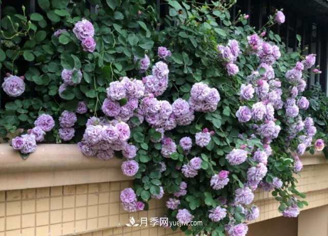 藤本月季優(yōu)秀品種！除了龍沙寶石，還有此六種推薦(圖3)