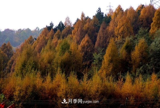 十九屆五中全會順利召開，這些樹種大有前景(圖1)