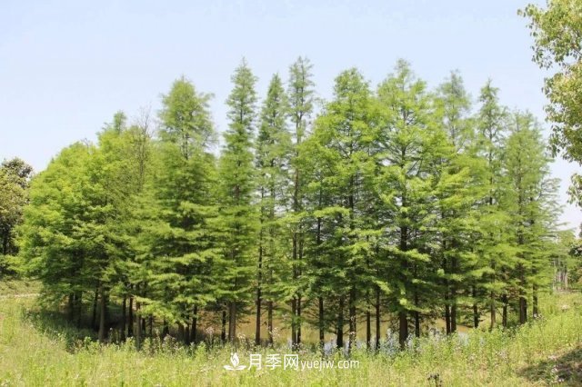 十九屆五中全會順利召開，這些樹種大有前景(圖3)