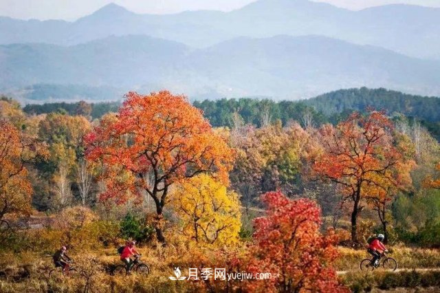 十九屆五中全會順利召開，這些樹種大有前景(圖2)
