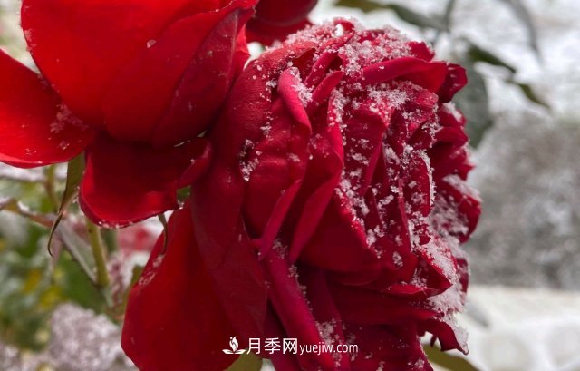 冬季的月季，花瓣鋪滿雪，似白糖，舔一口甜蜜蜜(圖3)