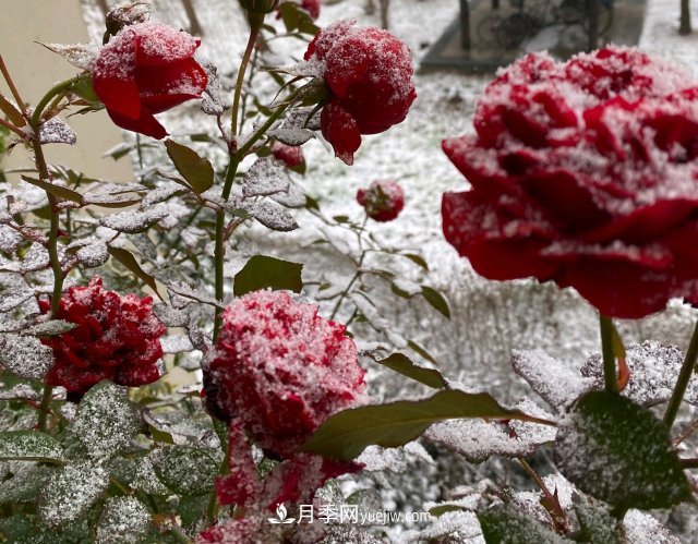 冬季的月季，花瓣鋪滿雪，似白糖，舔一口甜蜜蜜(圖1)