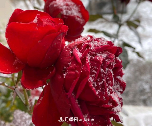 冬季的月季，花瓣鋪滿雪，似白糖，舔一口甜蜜蜜(圖2)