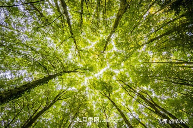 注意，苗木休眠期不僅只有冬天(圖2)
