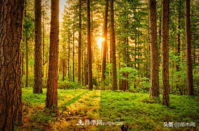 注意，苗木休眠期不僅只有冬天(圖3)