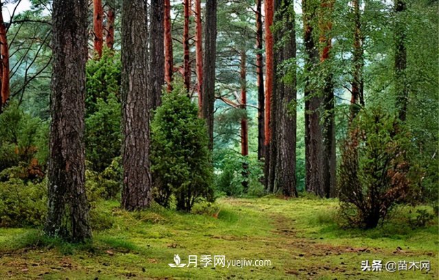注意，苗木休眠期不僅只有冬天(圖1)