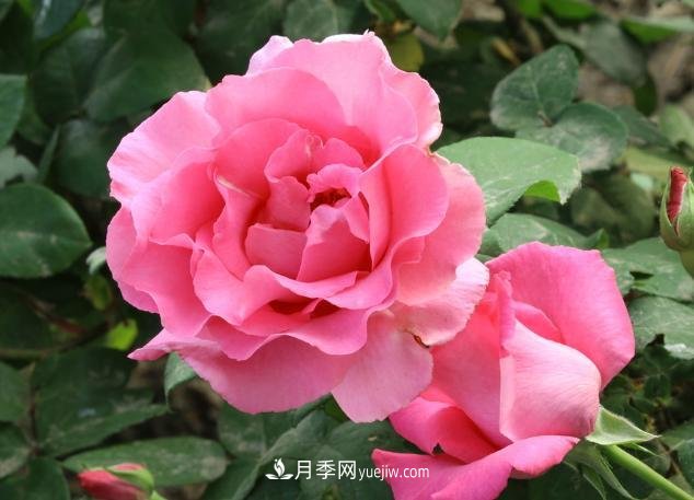 月季花養(yǎng)好了季季開(kāi)花，花量可喜長(zhǎng)得好看，有院子一定養(yǎng)幾株(圖1)