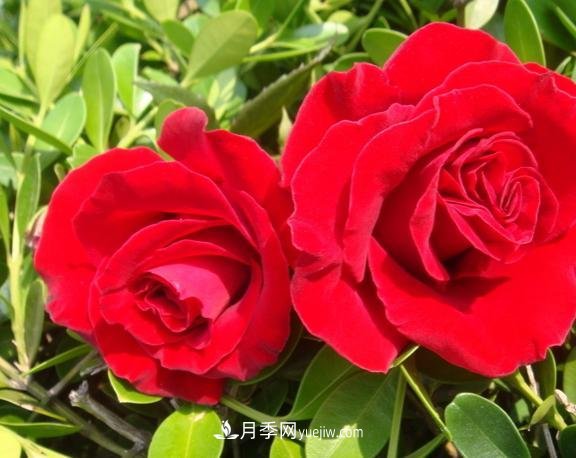 月季花養(yǎng)好了季季開(kāi)花，花量可喜長(zhǎng)得好看，有院子一定養(yǎng)幾株(圖2)