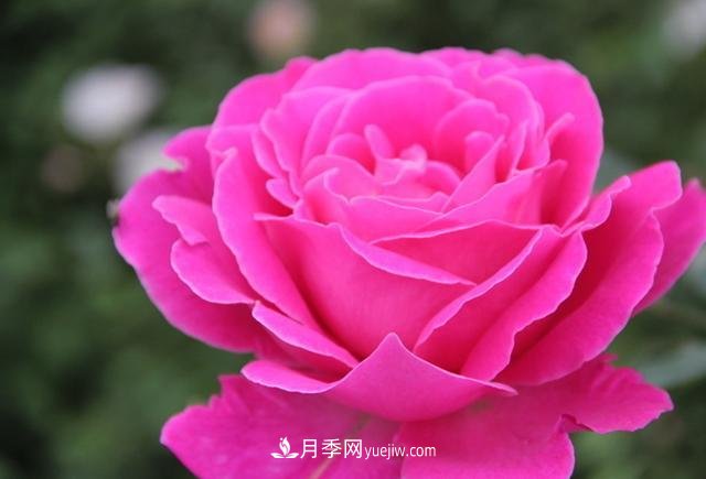 月季花養(yǎng)好了季季開(kāi)花，花量可喜長(zhǎng)得好看，有院子一定養(yǎng)幾株(圖3)