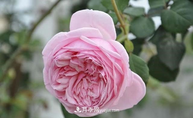 月季花這樣養(yǎng)，記住這些訣竅，開(kāi)花紅艷艷(圖2)