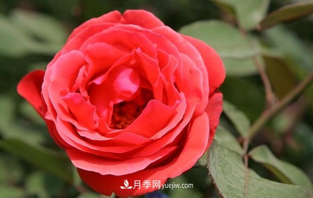 月季花這樣養(yǎng)，記住這些訣竅，開(kāi)花紅艷艷(圖3)
