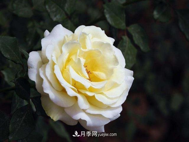 冬天的月季花居然被凍死了，這樣養(yǎng)錯(cuò)不了，家里沒(méi)蟲患開花多(圖1)