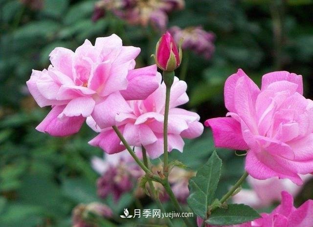 冬天的月季花居然被凍死了，這樣養(yǎng)錯(cuò)不了，家里沒(méi)蟲患開花多(圖3)