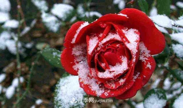 冬季月季為什么要修剪？修剪時應(yīng)注意幾點？(圖1)